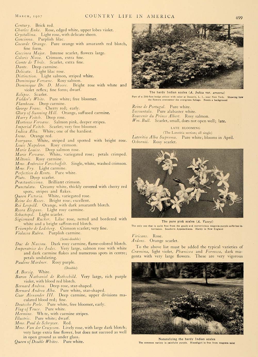 1907 Article Azaleas Varieties Flowering Decor Garden - ORIGINAL CL5