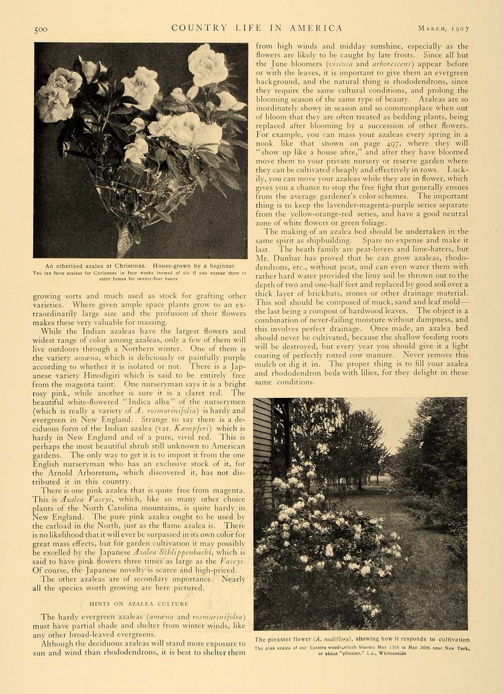 1907 Article Azaleas Varieties Flowering Decor Garden - ORIGINAL CL5