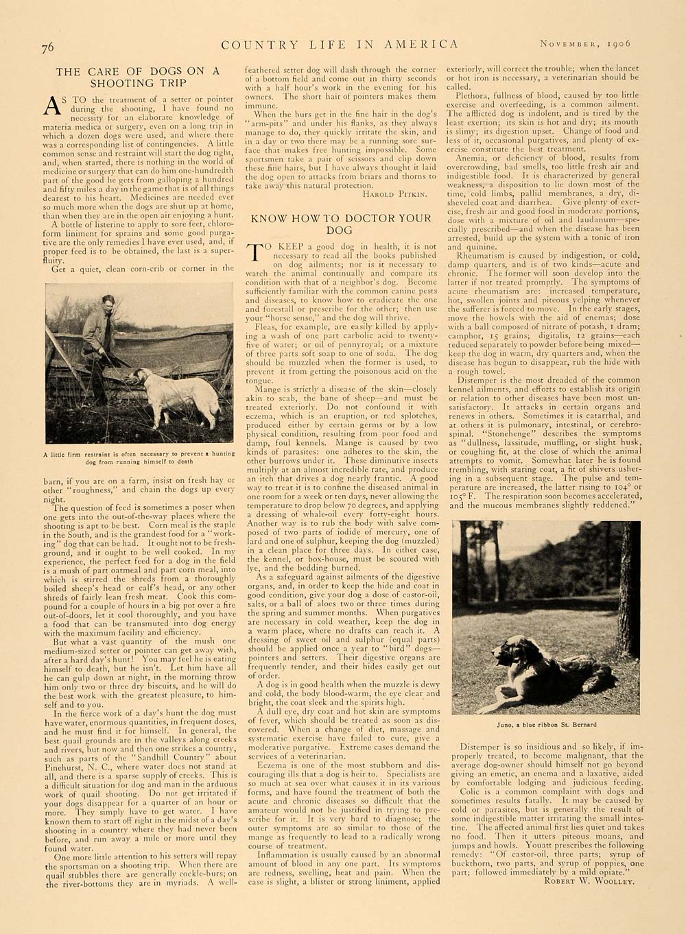1906 Article Horse Dog St Bernard Hunting Harold Pitkin - ORIGINAL CL5