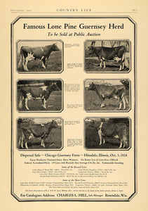 1924 Ad Chicago Guernsey Farm Lone Pine Herd Auction - ORIGINAL ADVERTISING CL6