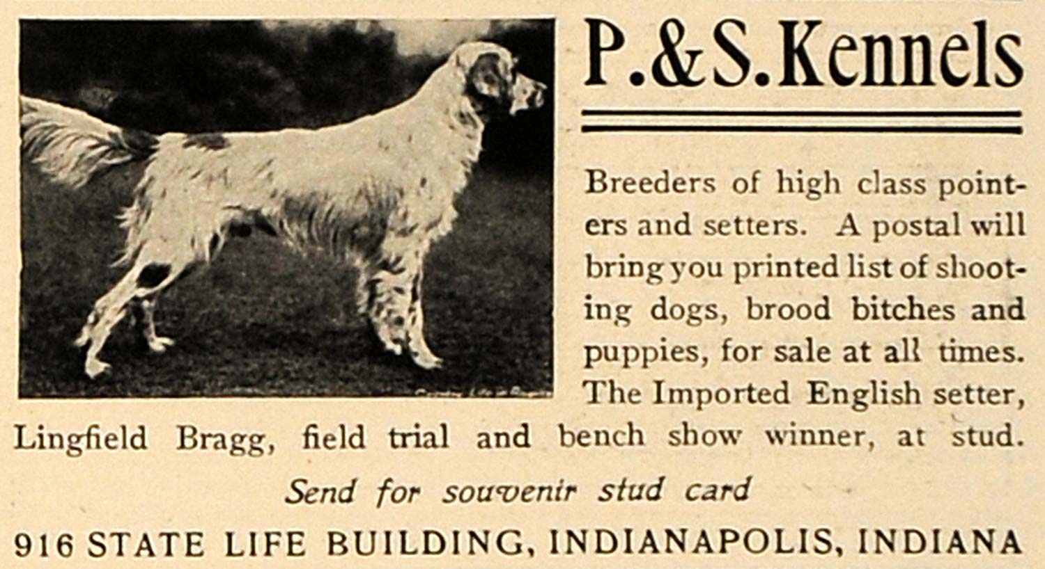 1905 Ad P & S Kennels Breeders Pointers Setters Dogs - ORIGINAL ADVERTISING CL7