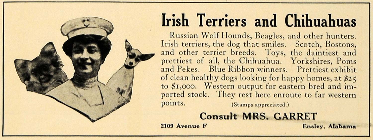 1924 Ad Irish Terriers Chihuahuas Mrs Garrett Ensley - ORIGINAL ADVERTISING CL7