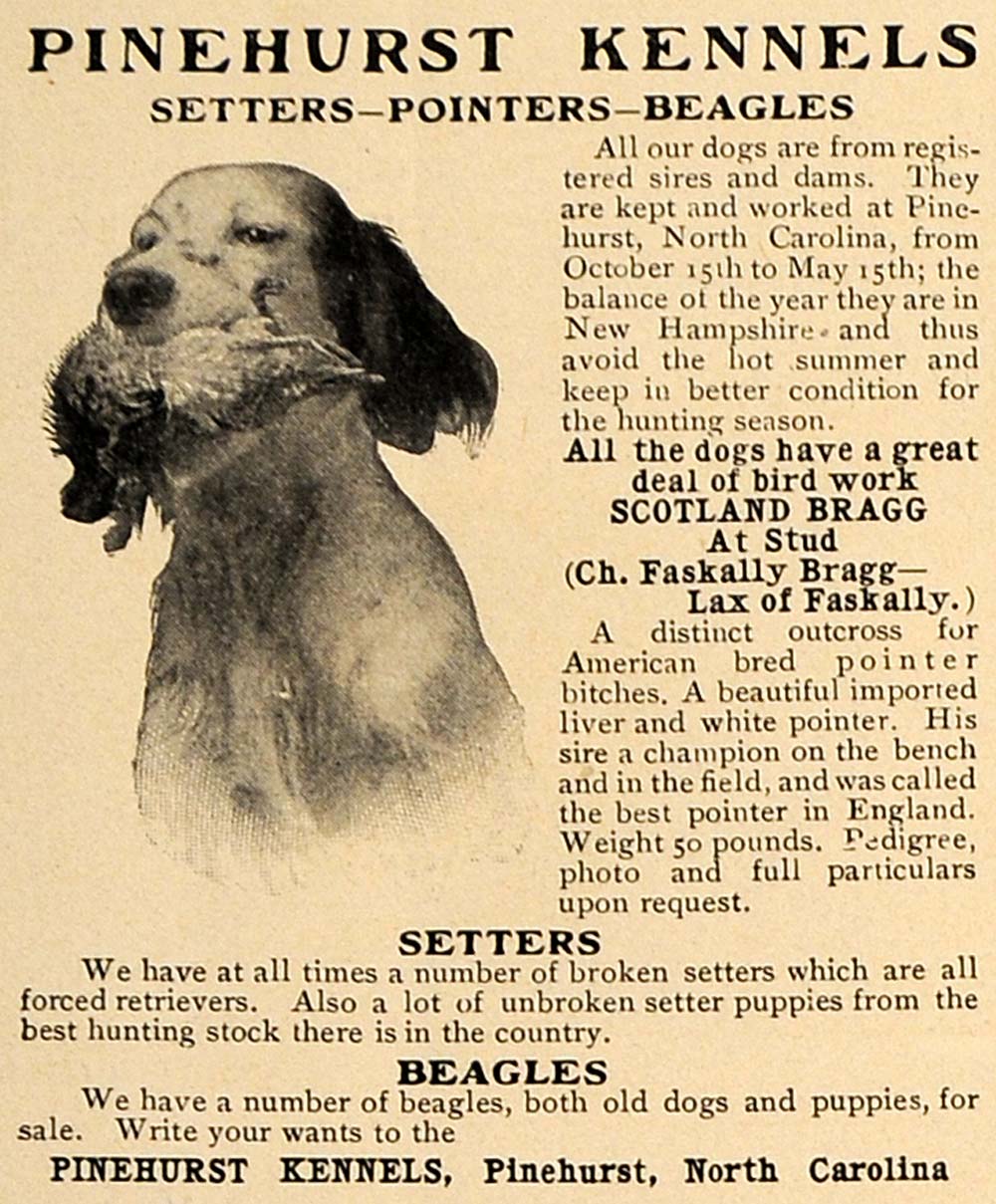 1906 Ad Pinehurst Kennel Setter Pointer Beagle Dog Hunt - ORIGINAL CL8