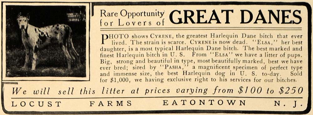 1907 Ad Great Dane Dog Breeder Locust Farms Eatontown - ORIGINAL ADVERTISING CL9