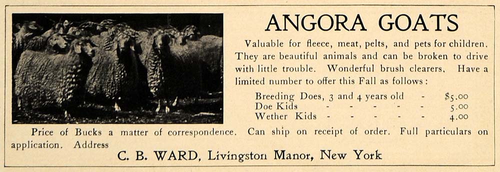 1907 Ad Angora Goats C B Ward Livingston Manor Breeders - ORIGINAL CL9