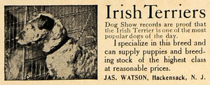 1907 Ad Jas Watson Irish Terriers Hackensack New Jersey - ORIGINAL CL9