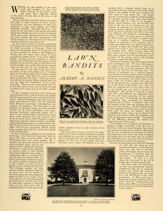 1926 Article Crab Grass Weed Maintenance Albert Hansen - ORIGINAL CL9