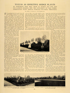 1907 Article Yuccas Hedge Plant Decor Lindsay Patterson - ORIGINAL CL9