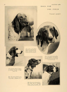1928 Print Field Champion Hunting Dogs Foxhounds etc - ORIGINAL HISTORIC CL9
