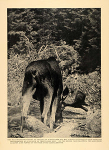 1907 Print Wild Bull-Moose Feeding at Beaver Dam Nature ORIGINAL HISTORIC CL9