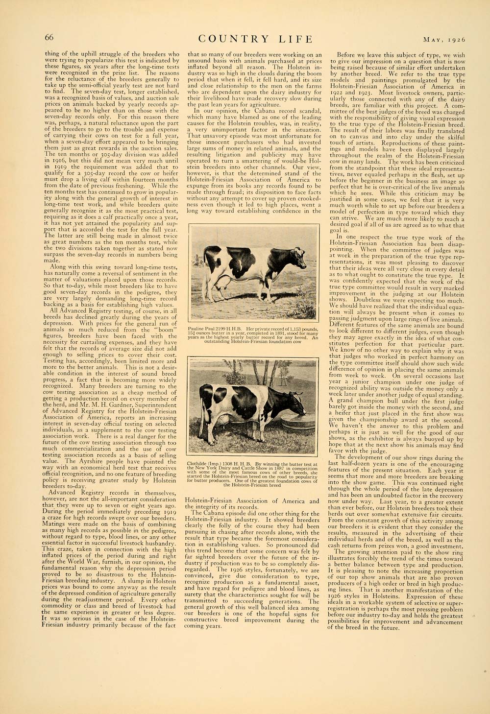 1926 Article Holstein Friesian Breed Cow Style Prescott Farm Agriculture CLA1
