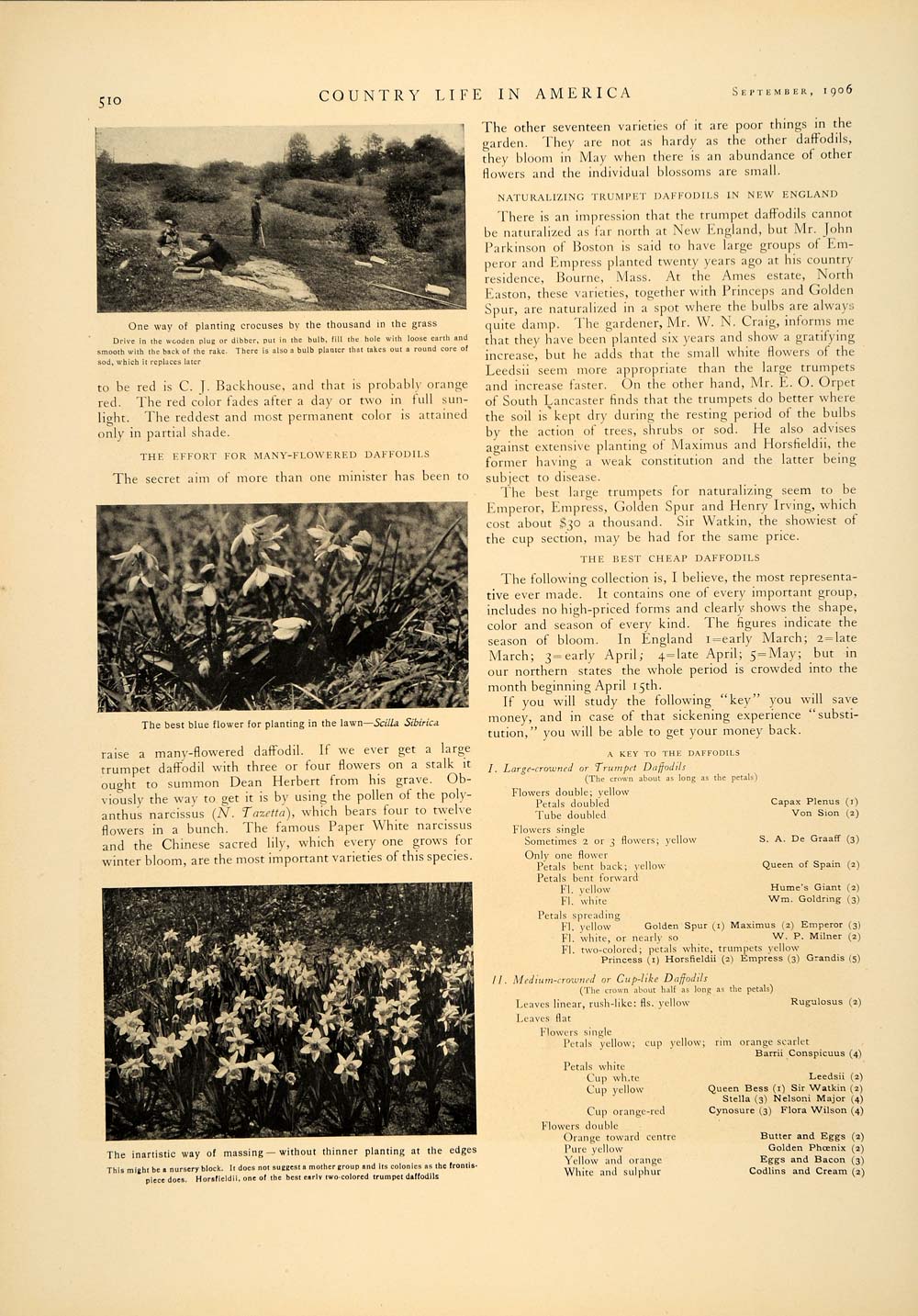 1906 Article Crocus Lawn Bulb Garden Lawn Plant Sky Flower Grass Wilhelm CLA1