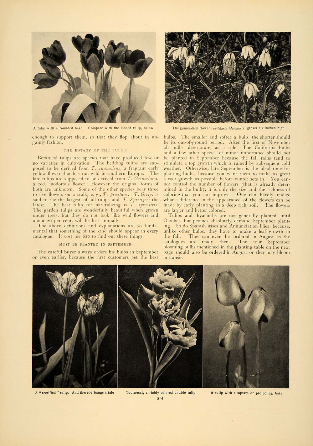 1906 Article Crocus Lawn Bulb Garden Lawn Plant Sky Flower Grass Wilhelm CLA1