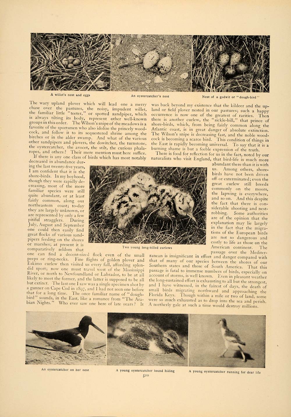 1906 Article Shore Bird Plover Herbert Job Curlew Nest Sandpiper Nest Egg CLA1
