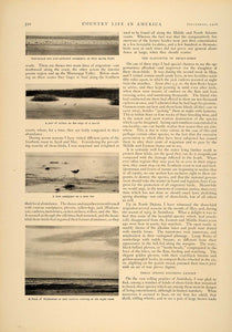 1906 Article Shore Bird Plover Herbert Job Curlew Nest Sandpiper Nest Egg CLA1