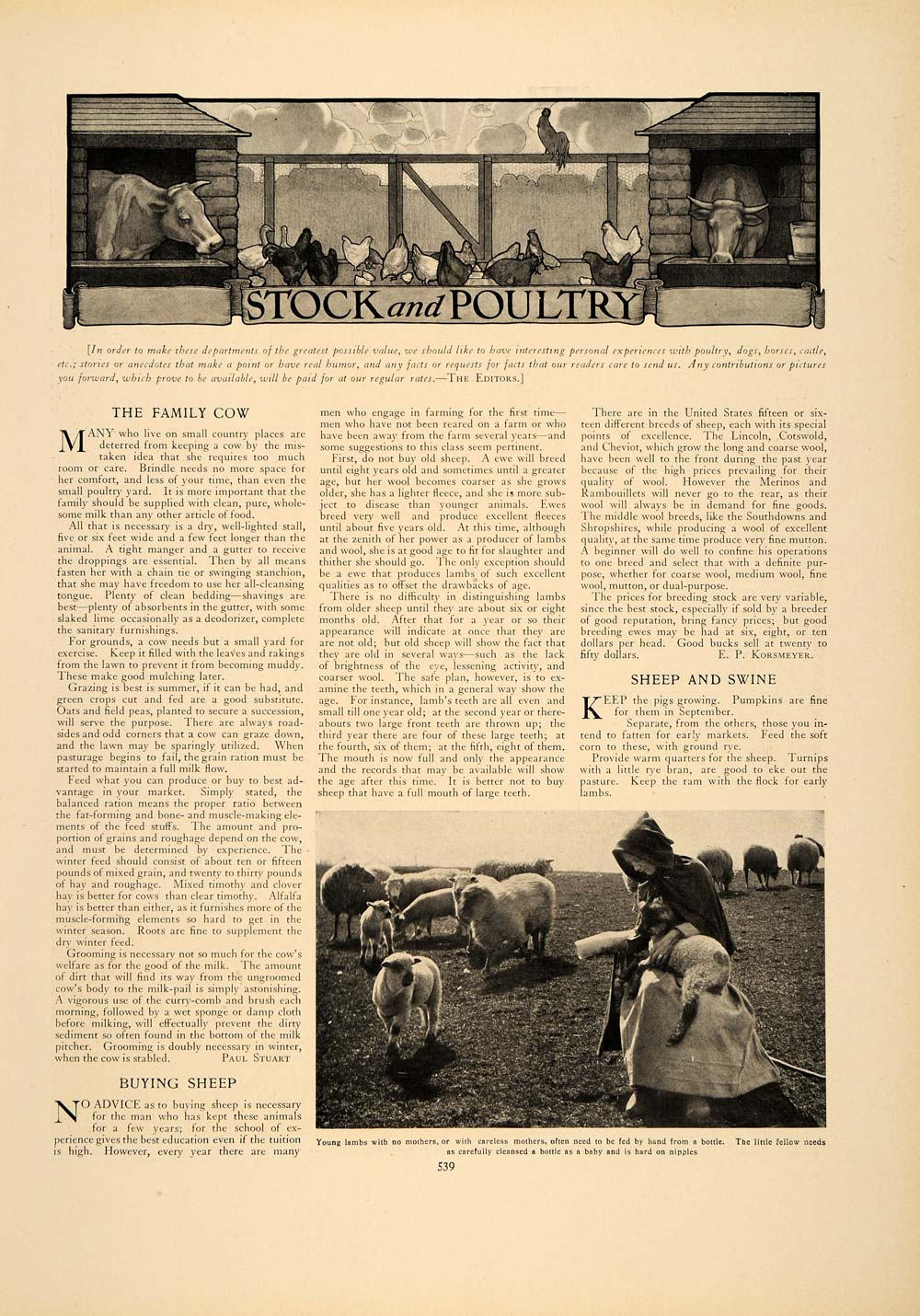 1906 Article Farming Agriculture Sheep Cow Poultry Pigeon Turkey Lamb CLA1
