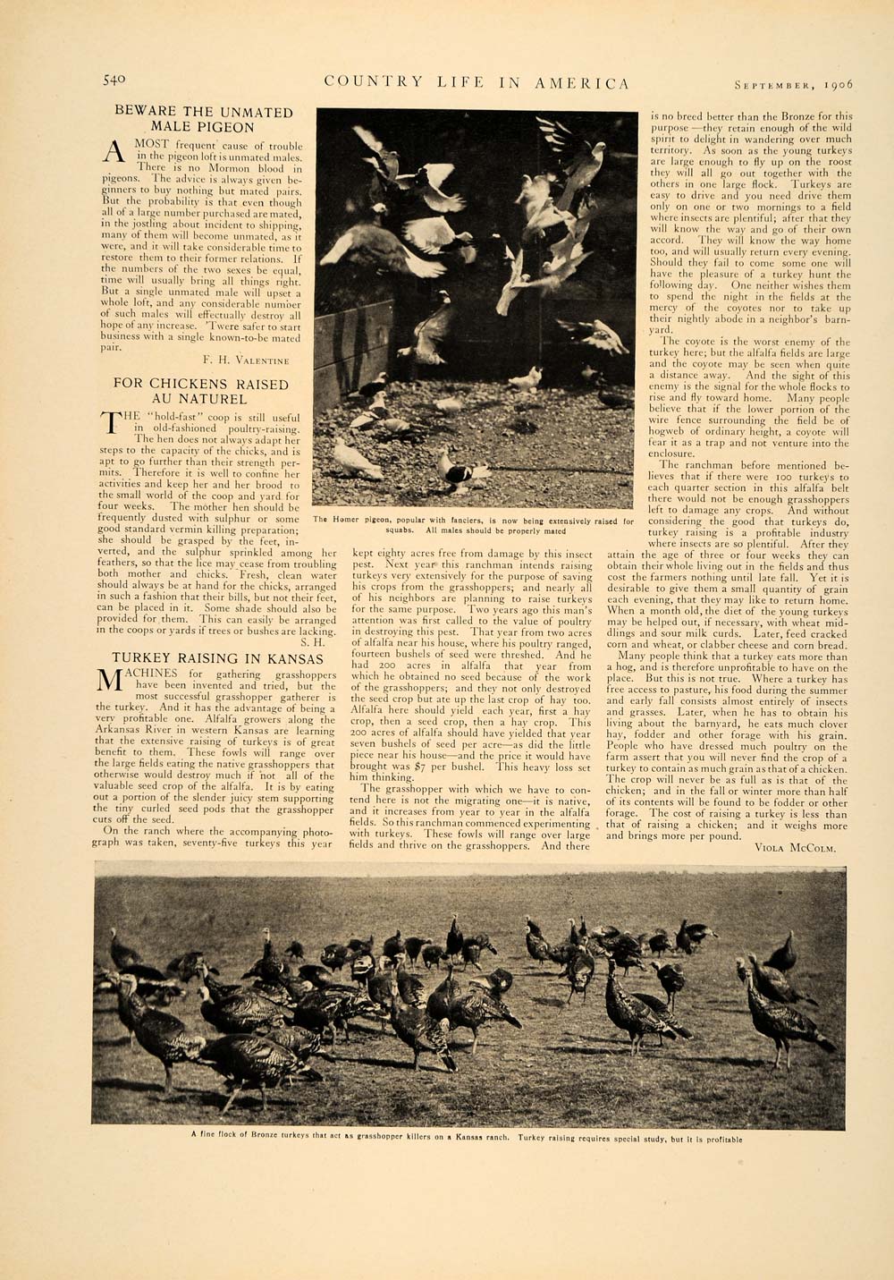 1906 Article Farming Agriculture Sheep Cow Poultry Pigeon Turkey Lamb CLA1
