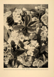 1906 Article Fruit Tree Garden Produce Peach Apple Blossom Orchard Flower CLA1