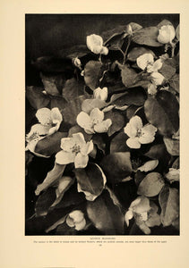 1906 Article Fruit Tree Garden Produce Peach Apple Blossom Orchard Flower CLA1