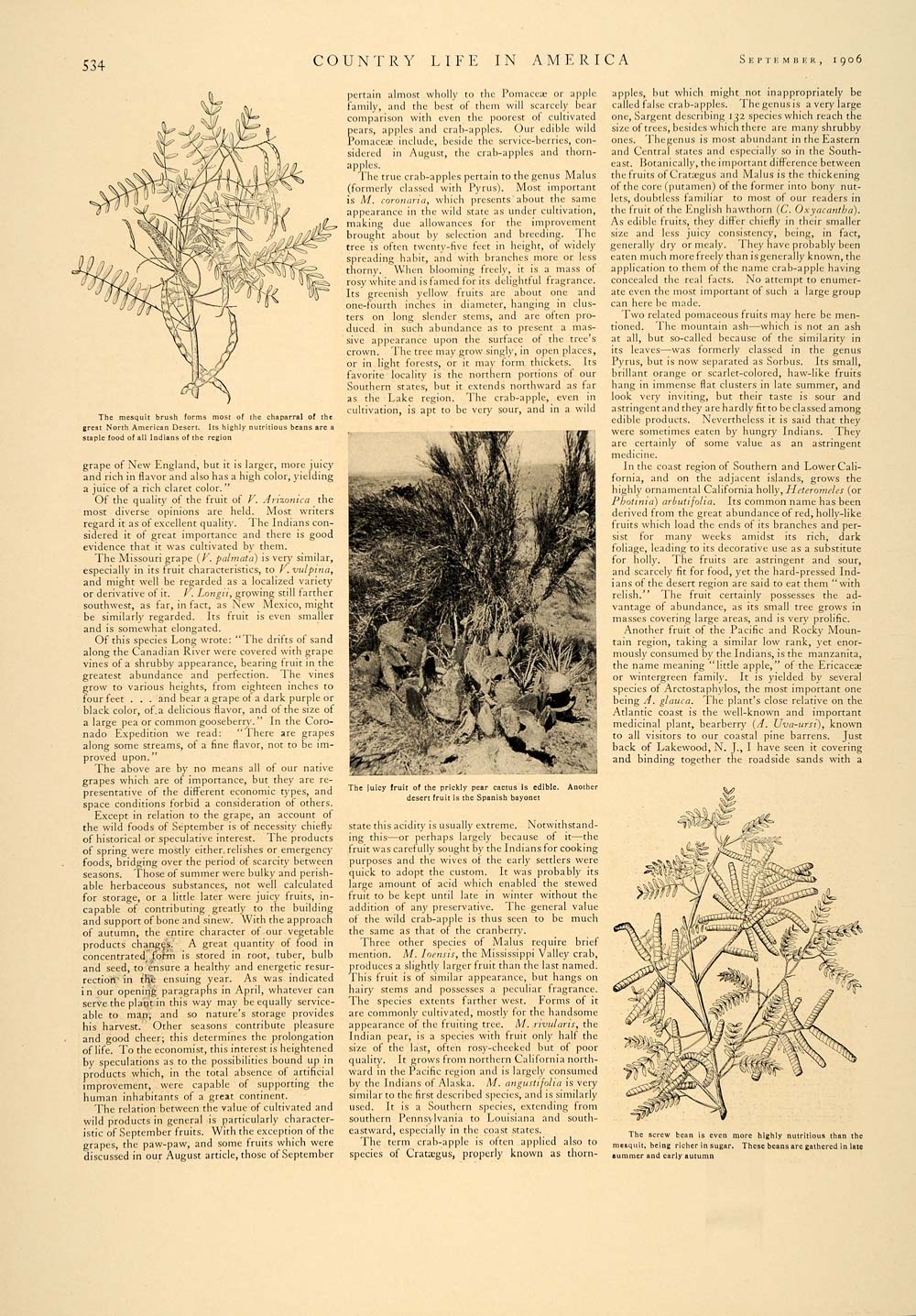1906 Article Wild Food Grape Nuts Beans Bearberry Plants Native Fruit CLA1