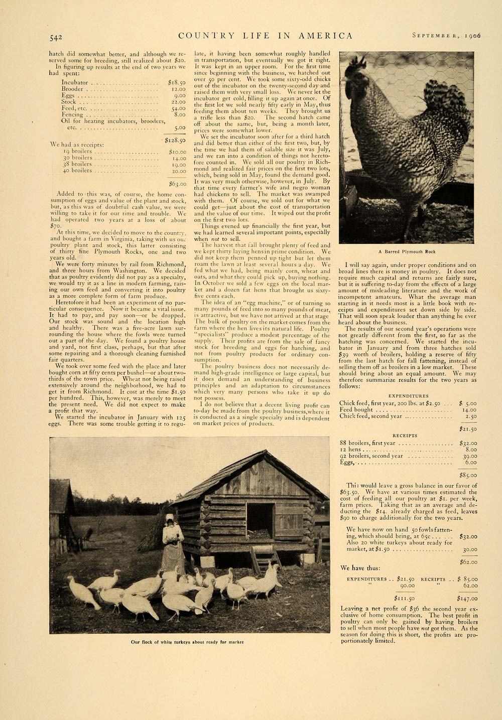 1906 Article Poultry Farming Chicken Rooster Turkey Eggs Agriculture CLA1