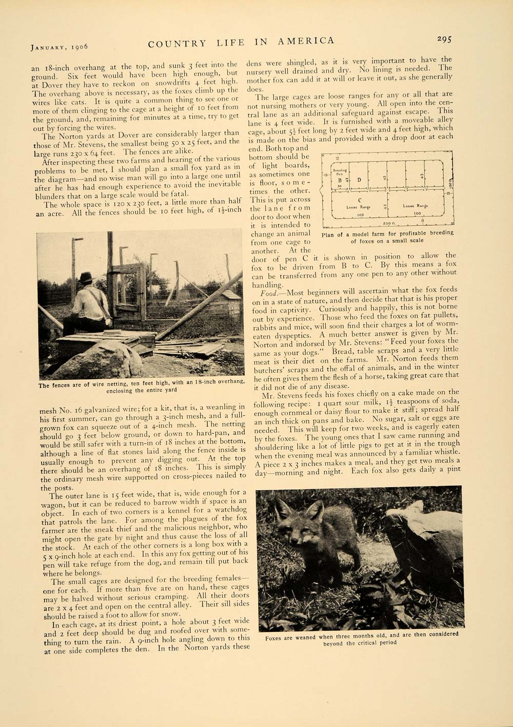 1906 Article Raising Fur-Bearing Foxes Pelts Hides Agriculture Pets Profit CLA1