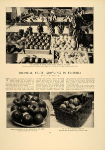 1906 Article Tropical Fruits Crop Florida Harvest Farming Agriculture CLA1