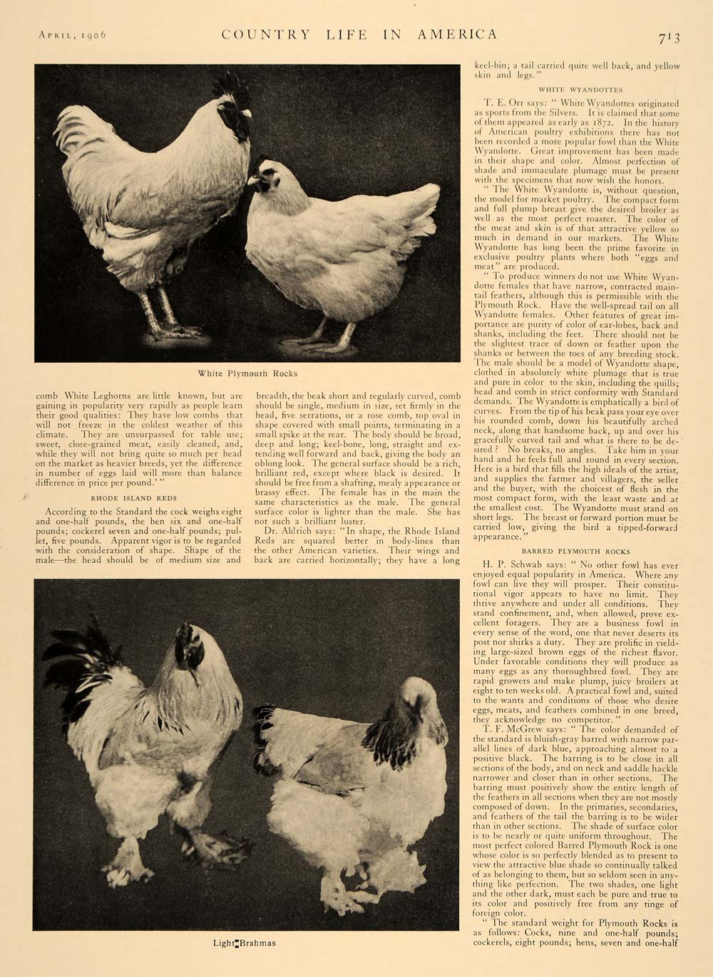 1906 Article Blue Ribbon Champion Poultry Agriculture Orpington Chickens CLA1