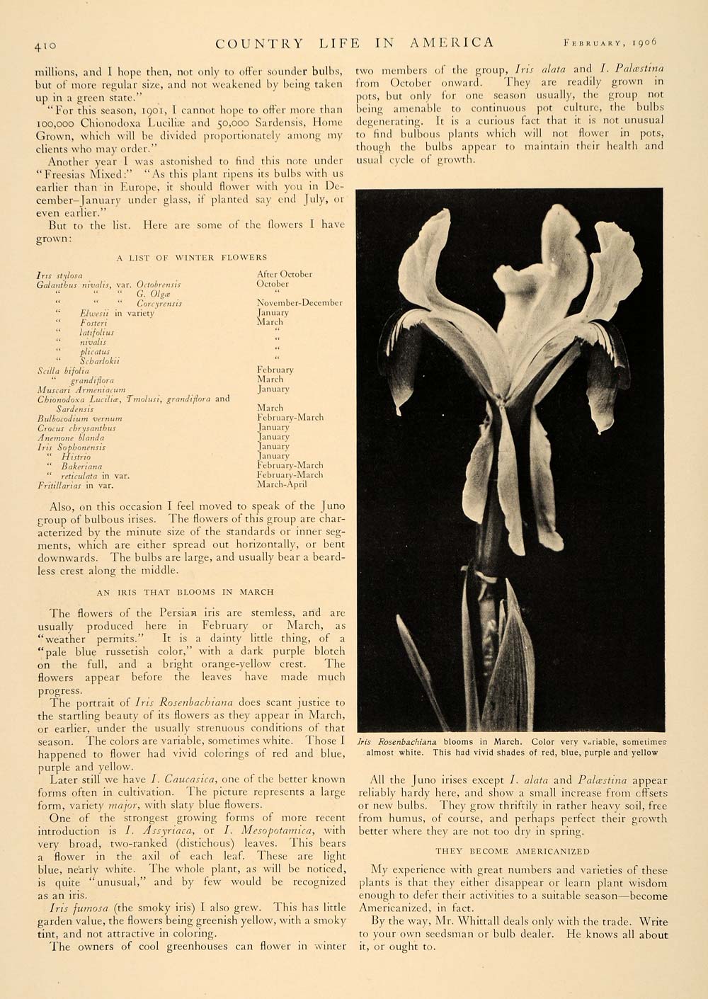 1906 Article Gardening Planting Winter Flowers Iris Floral Botanical J.N CLA1