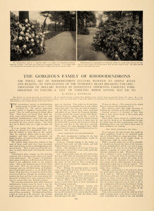 1906 Article Floral Botanical Gardening Planting Rhododendrons Flowers CLA1
