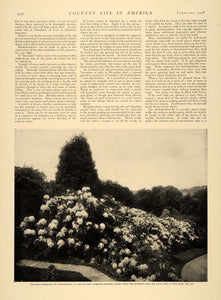 1906 Article Floral Botanical Gardening Planting Rhododendrons Flowers CLA1