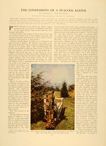 1909 Article Javan Peacock Feathers Bird Keeping Solomon Queen Sheba CLA1