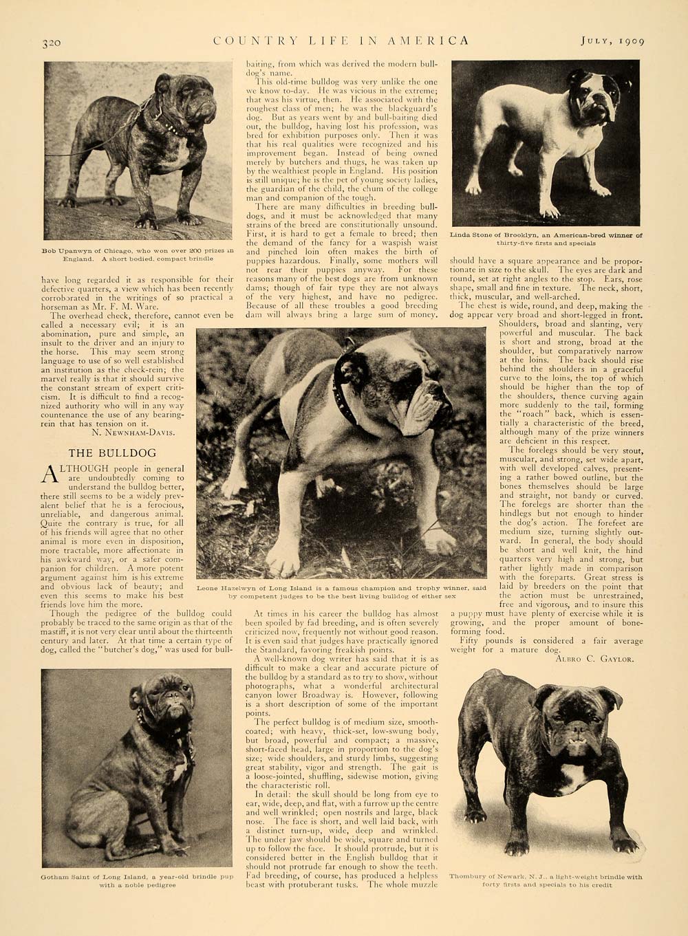 1909 Article Stable Kennel Equestrian Overhead Check Horses Bulldog Dog CLA1