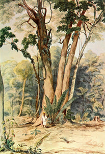 1963 Print Eduardo Mark Colombian Tall Tree Palm Stumps - ORIGINAL COL1