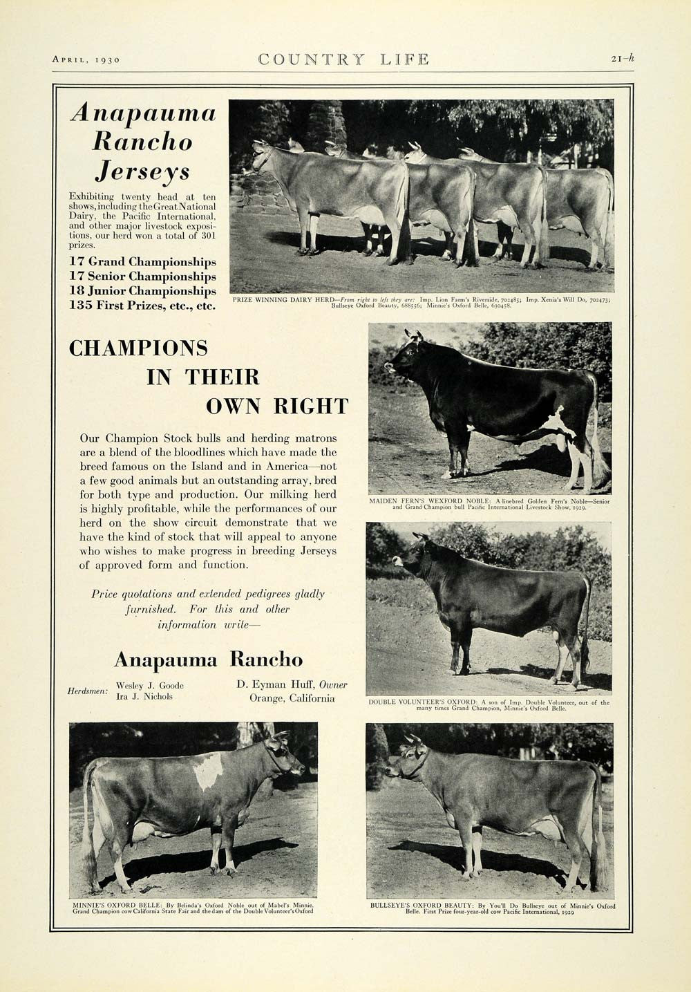 1930 Ad Anapauma Racho Jersey Dairy Cows Champion Cattle Breeders Livestock COL2 - Period Paper
