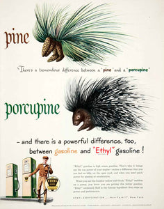 1950 Ad Gasoline Ethyl Pine Porcupine High Octane Antiknock Compound COLL1
