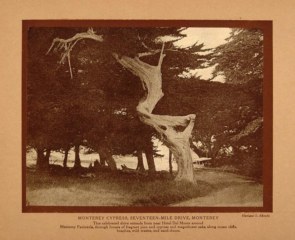 1911 Print California Monterey Seventeen-Mile Dr. Tree - ORIGINAL CTB1