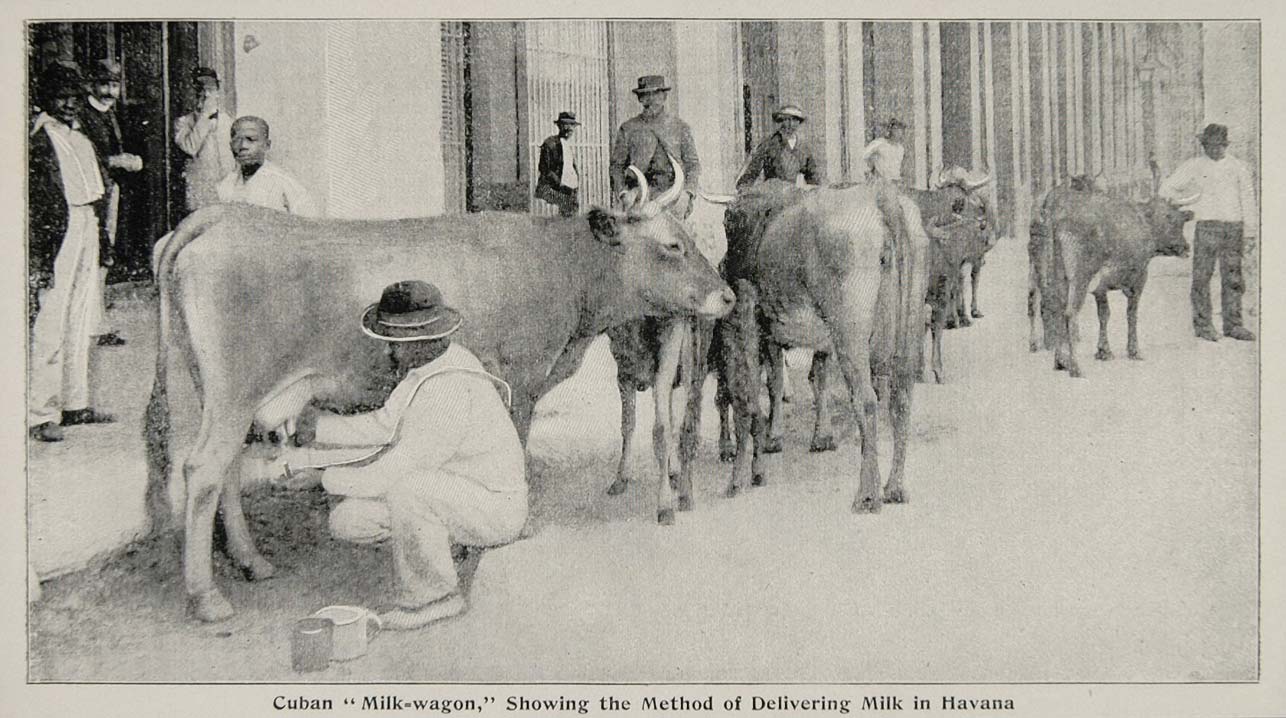 1899 Print Milking Cow Milk Street Cubans Havana Cuba ORIGINAL HISTORIC CUB1