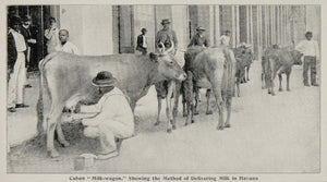 1899 Print Milking Cow Milk Street Cubans Havana Cuba ORIGINAL HISTORIC CUB1