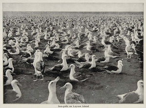 1899 Print Seagull Gull Layson Island Pacific Albatross ORIGINAL HISTORIC CUB1