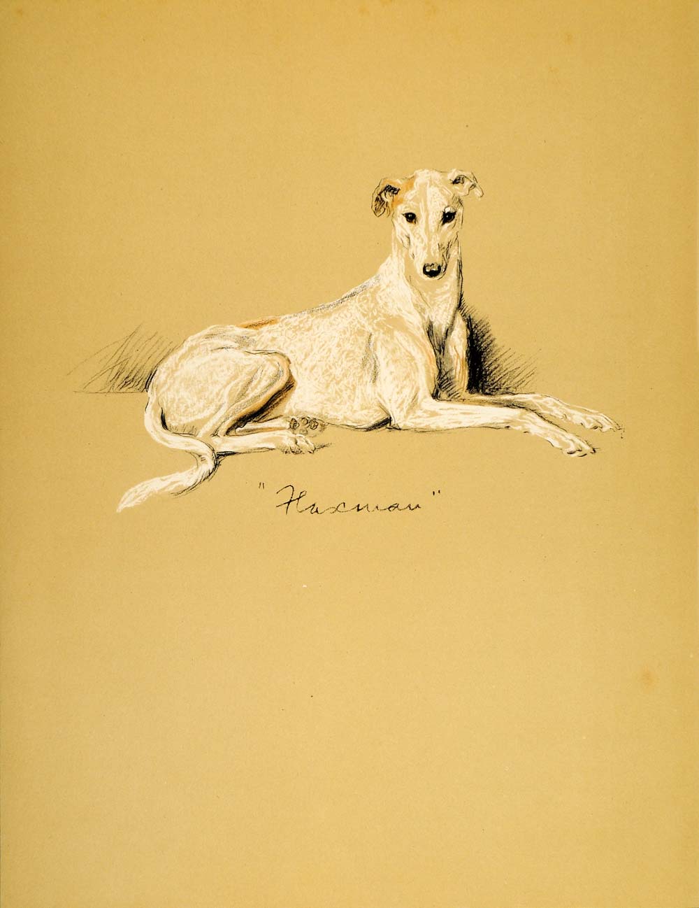1937 Lucy Dawson Art Greyhound Racing Dog Sighthound Breed Canine Hound Print
