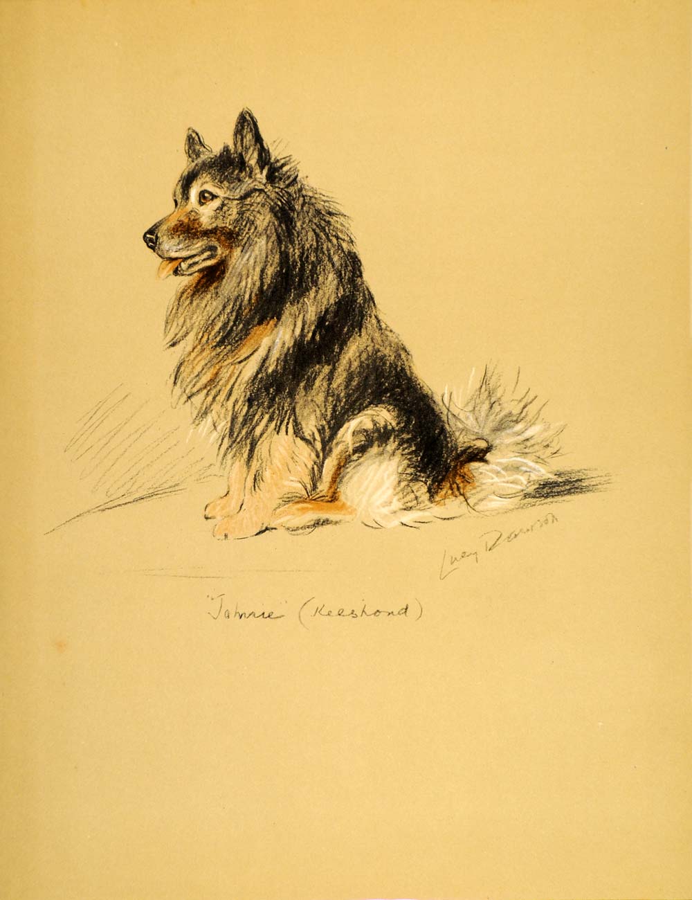 1937 Lucy Dawson Art Keeshond Kees Wolfsspitz German Spitz Dog Dutch Barge Dog