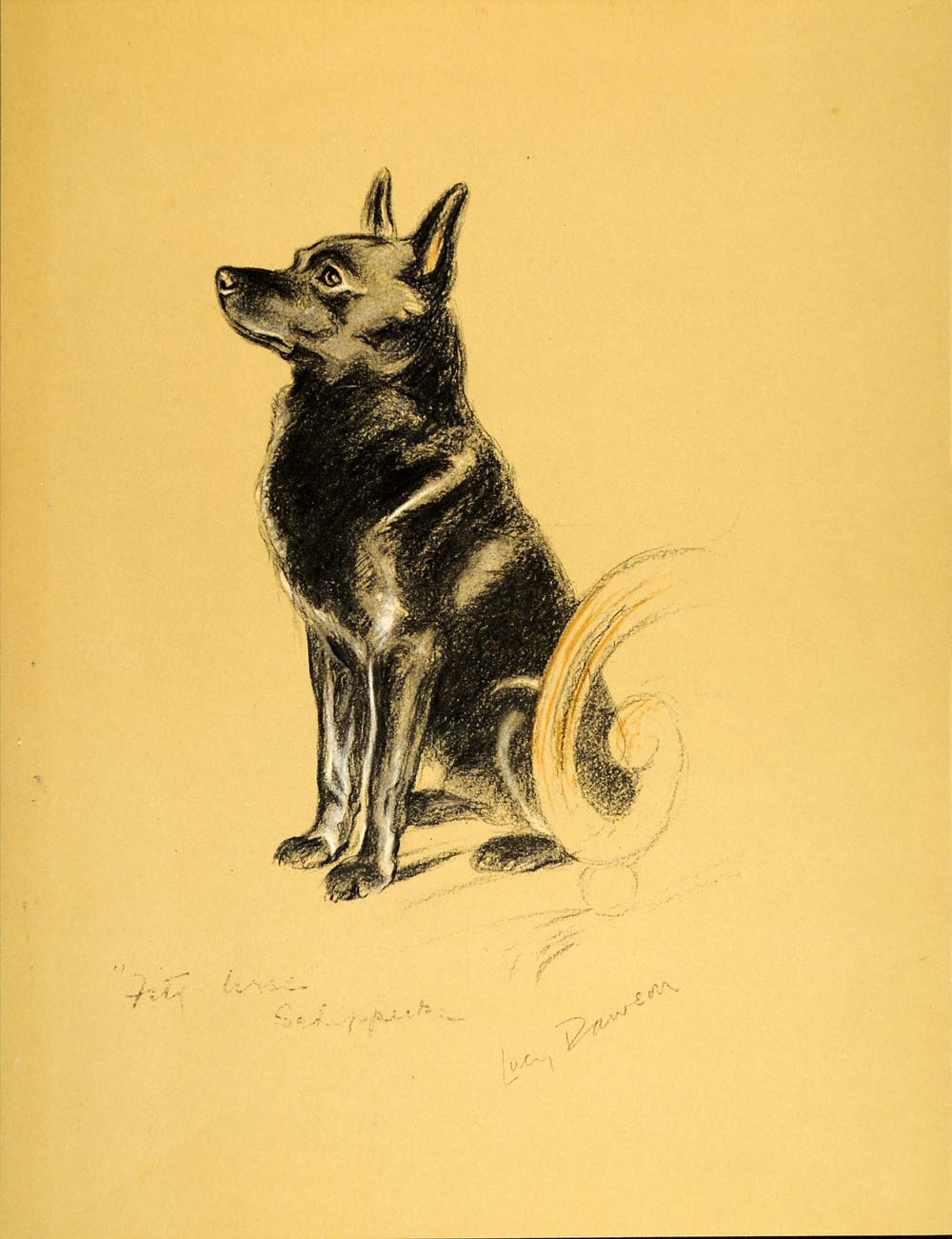 1937 Lucy Dawson Art Schipperke Belgian Shepherd Dog Spitske Herding Breed Print