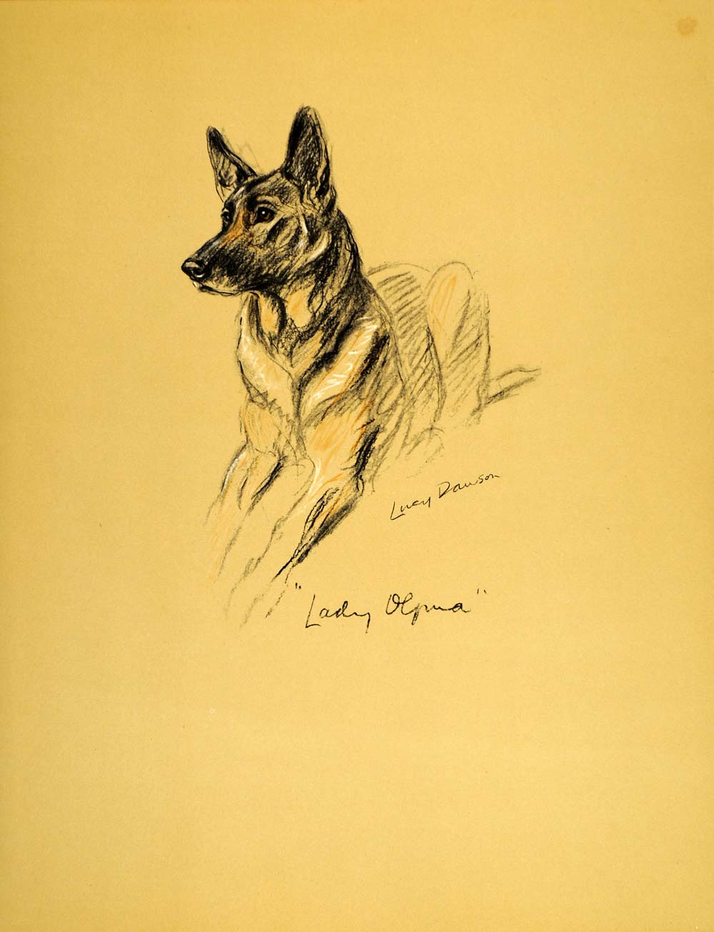 1937 Lucy Dawson Art German Shepherd Dog Alsatian Deutscher Schaferhund Breed