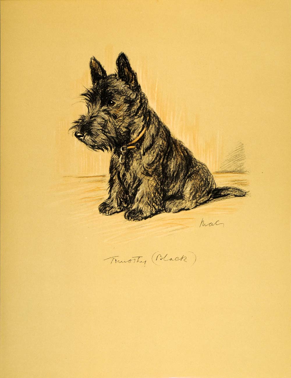 1937 Lucy Dawson Art Scottish Terrier Dog Scottie Aberdeenie Canine Breed Print