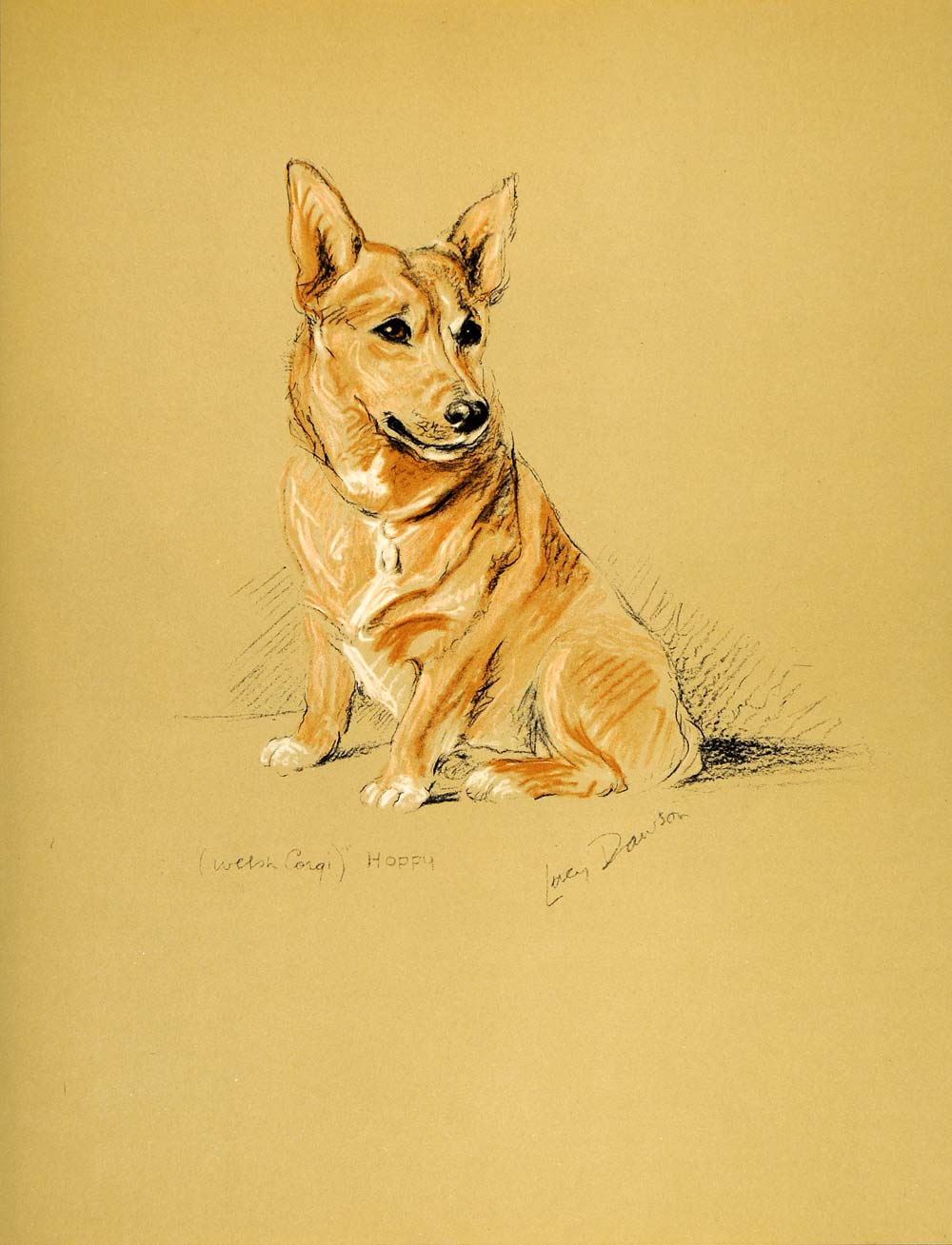1937 Lucy Dawson Art Pembroke Welsh Corgi Dog Herding Breed Canine Artist Print