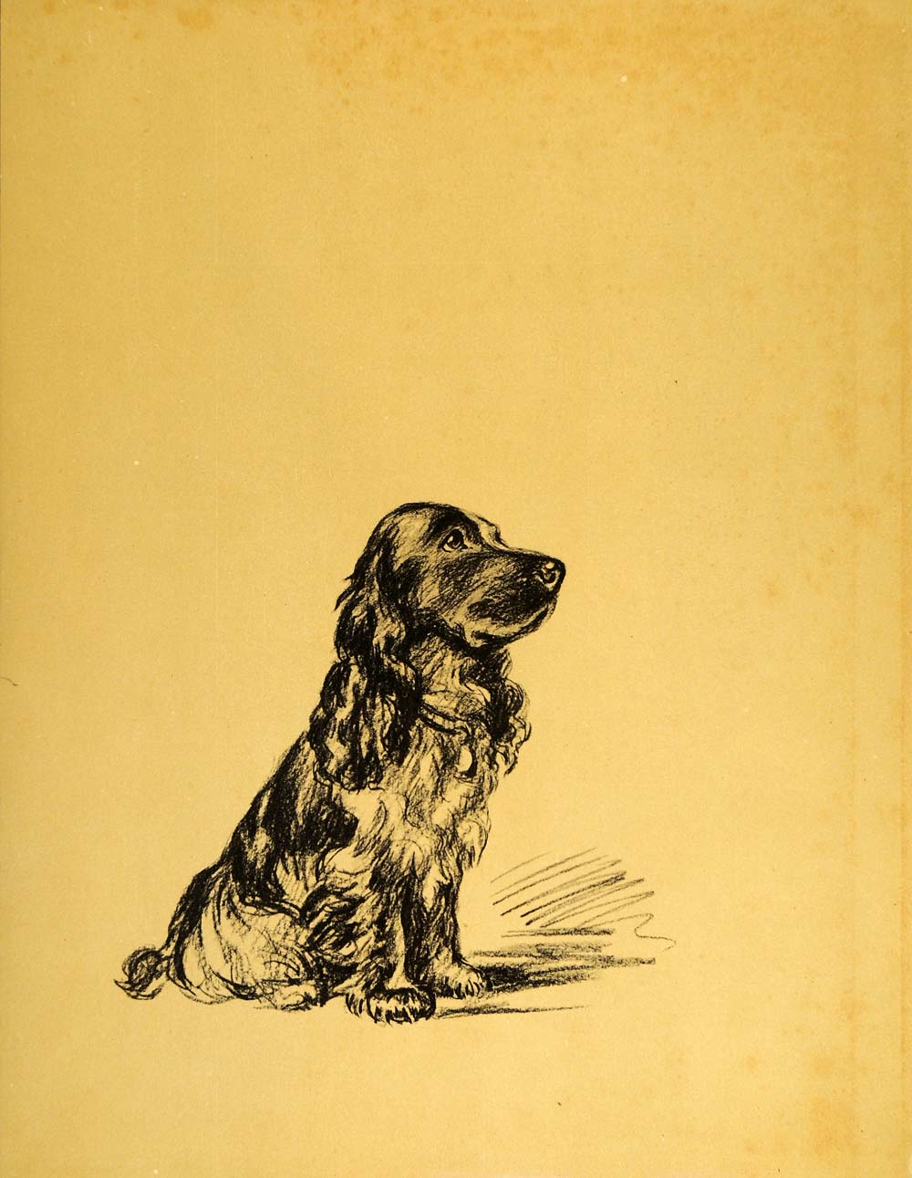 1937 Lucy Dawson Art Spaniel Dog Hunting Gun Breed Sporting Canine Artist Print