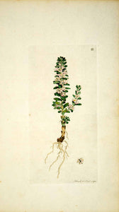1790 Copper Engraving James Sowerby Glaux Sea Milkwort Black Saltwort EB1 - Period Paper
 - 1