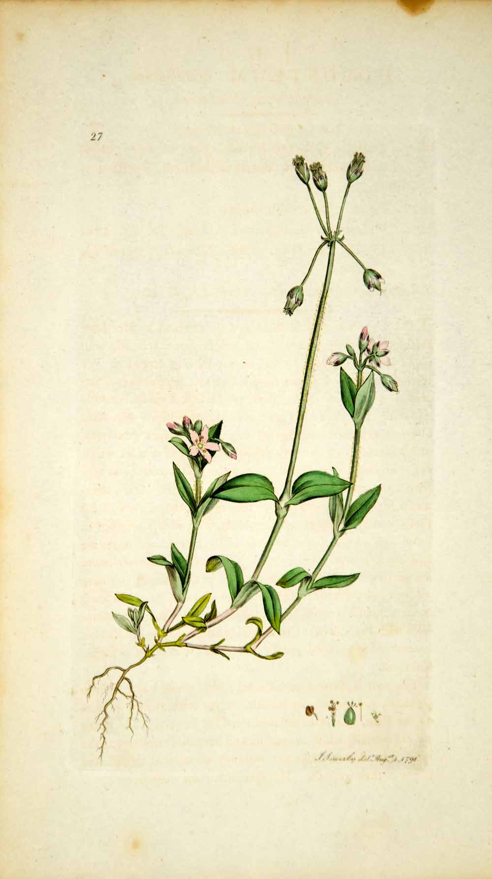 1790 Copper Engraving James Sowerby Holosteum Umbelliferous Chickweed EB1