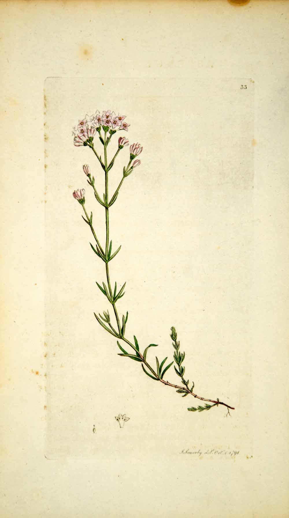 1790 Copper Engraving James Sowerby Art Asperula Squinancywort Botanical EB1